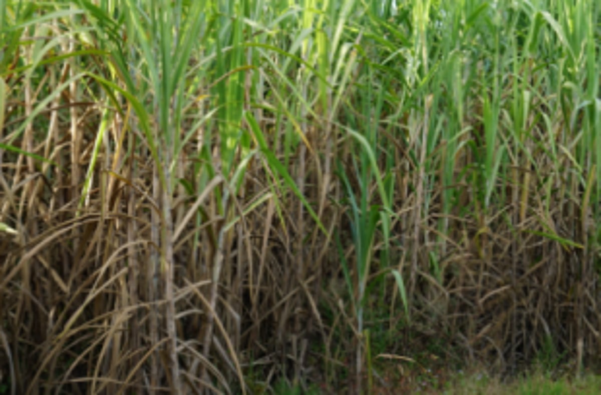 Ready to approach court if need arises, say sugarcane farmers