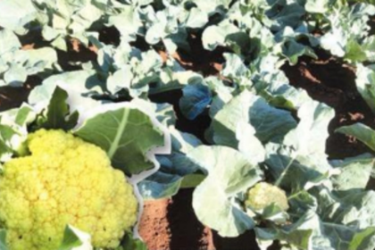 Reaping rich dividends of  a field experiment