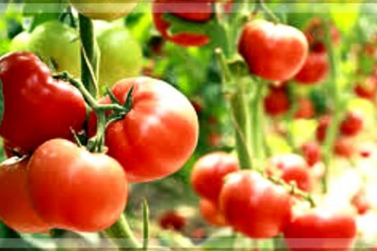 Red gold: The surprising health benefits of tomatoes🍅