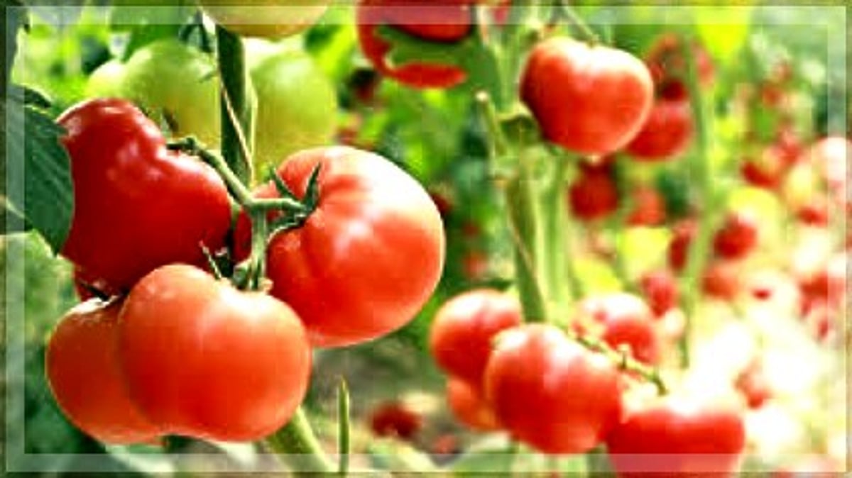 Red gold: The surprising health benefits of tomatoes🍅