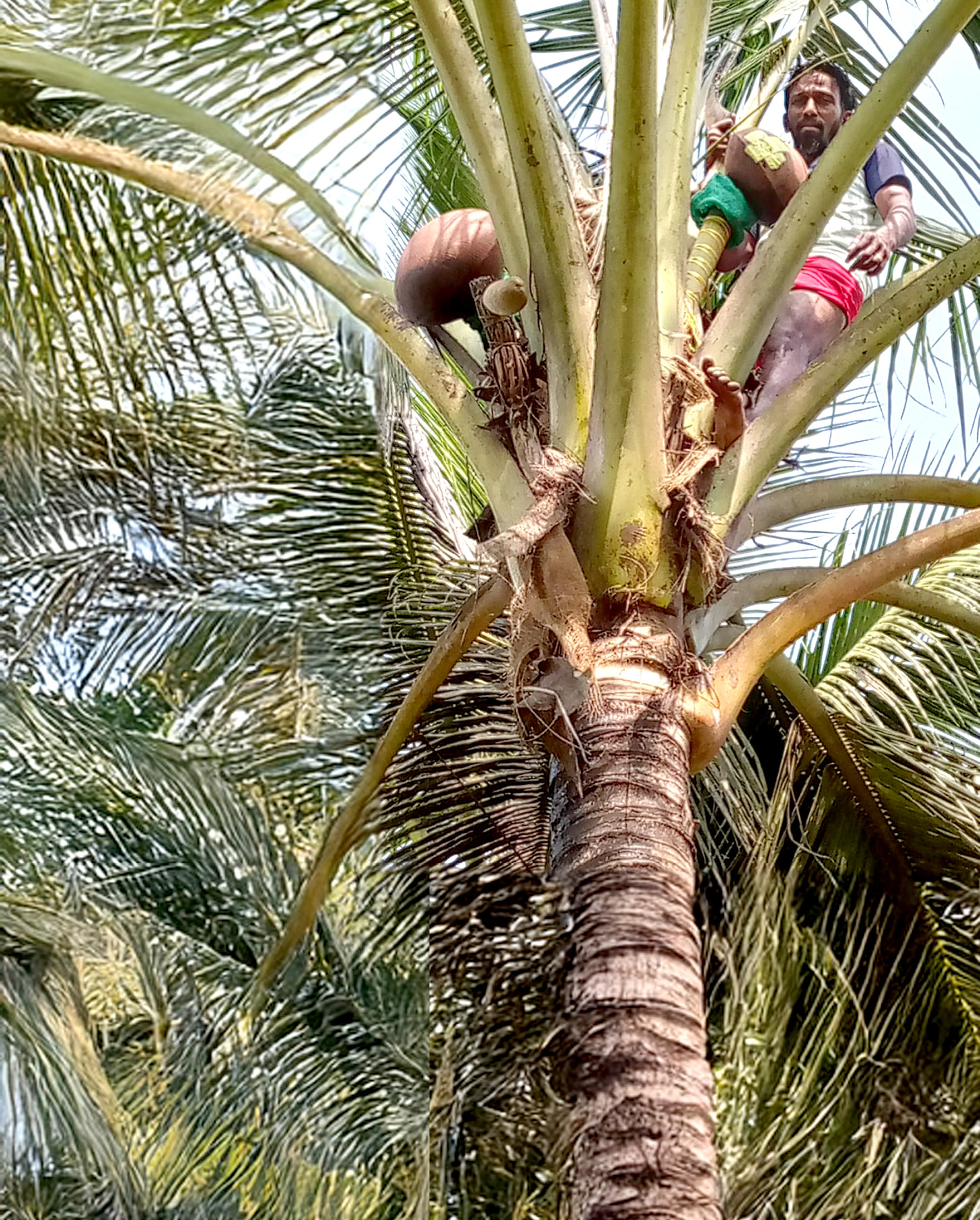 Rediscovering roots: Peter Fernandes brings back the
art of toddy tapping in Siolim
