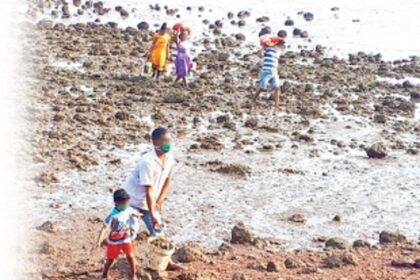 Reflections of a river: Oysters, clams return  after ages only to be exploited immediately