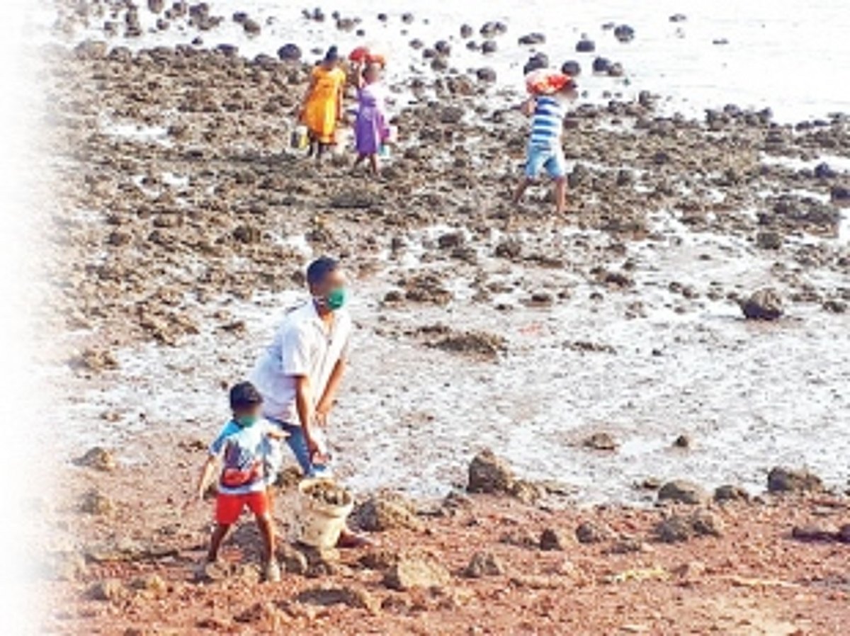 Reflections of a river: Oysters, clams return  after ages only to be exploited immediately