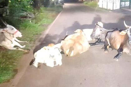 Rein in owners of stray cattle
in Sodiem-Siolim