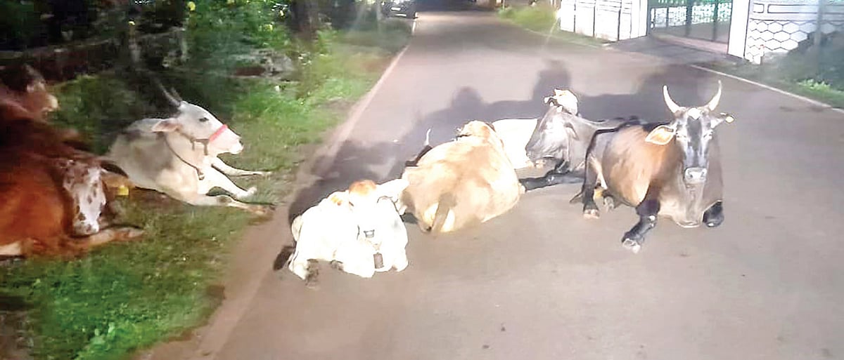 Rein in owners of stray cattle
in Sodiem-Siolim
