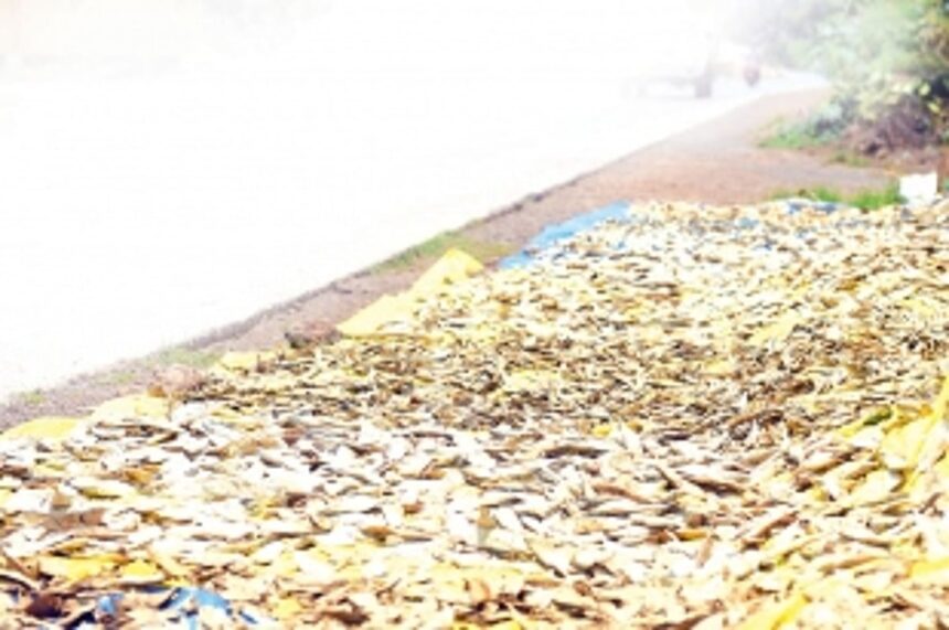 Relief for traditional fish dryers as Goa govt cuts annual platform fees