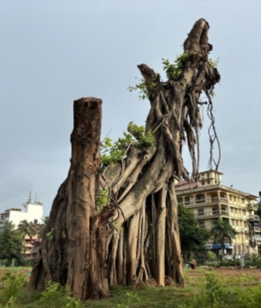 Relocated and transplanted at Campal, 200-year-old banyan tree breathes at last 1 Relocated and transplanted at Campal, 200-year-old banyan tree breathes at last