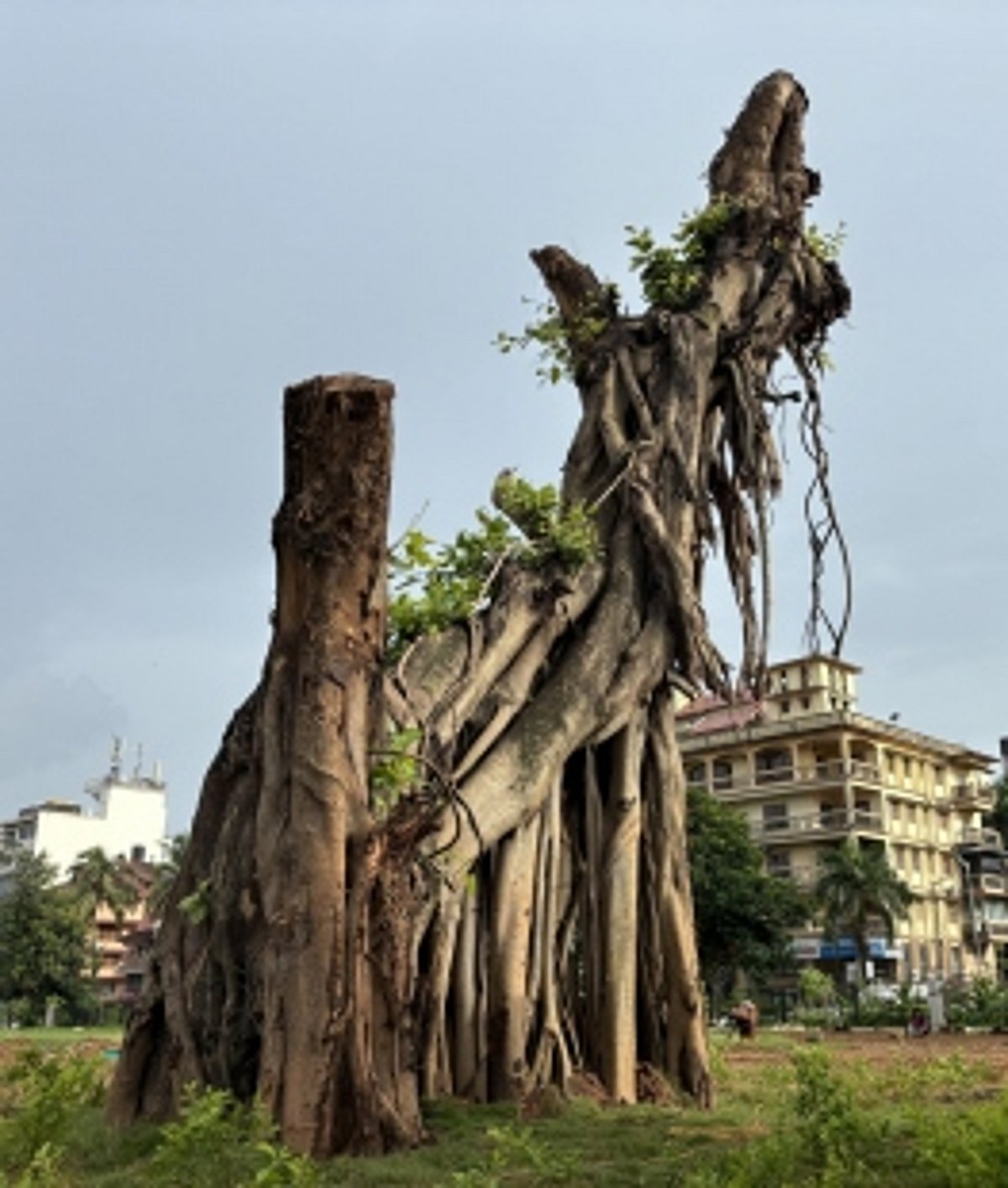 Relocated and transplanted at Campal,  200-year-old banyan tree breathes at last