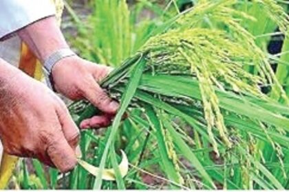 Remembering Our Lady of Snow and Konnsanchem Fest