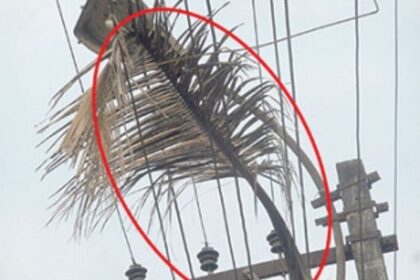 Remove coconut leaf hanging on live electrical wires