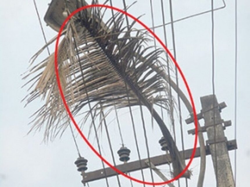 Remove coconut leaf hanging on live electrical wires