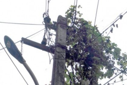 Remove creepers from electricity poles