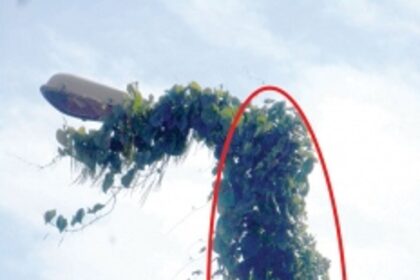 Remove creepers over electricity pole