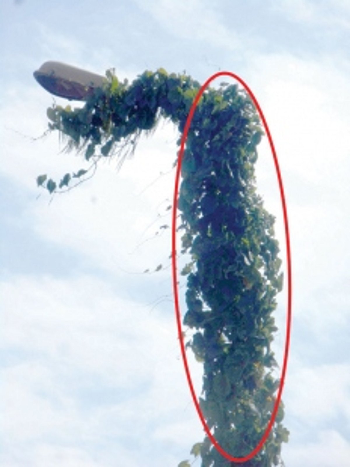 Remove creepers over electricity pole