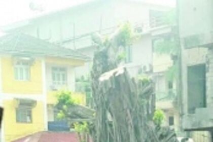 Replanted banyan tree at Baga on verge of collapse