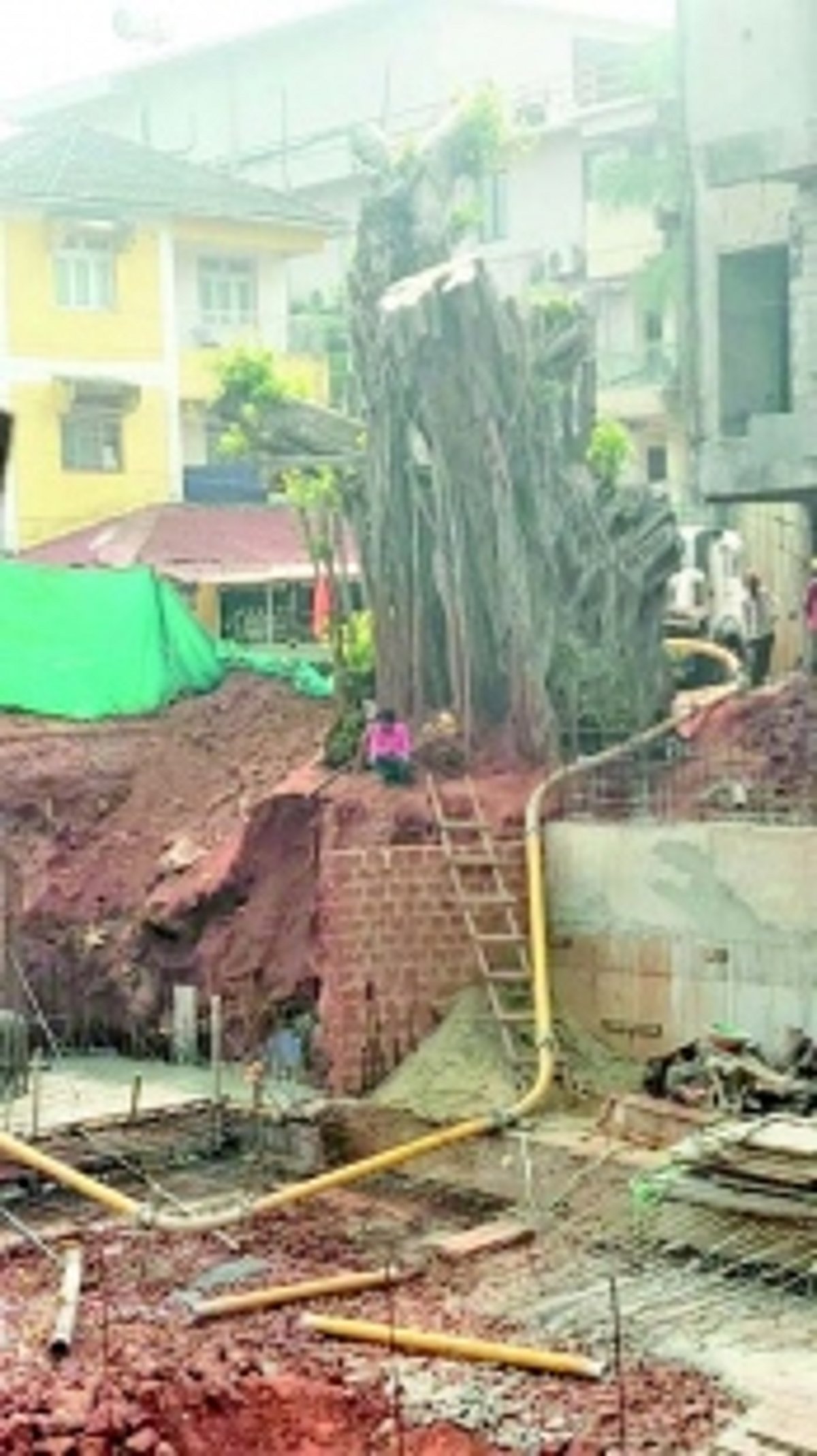 Replanted banyan tree at Baga on verge of collapse