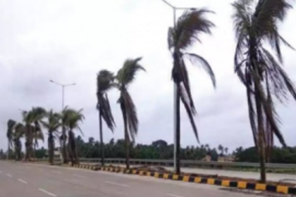 Replanted coconut trees at Guirim removed