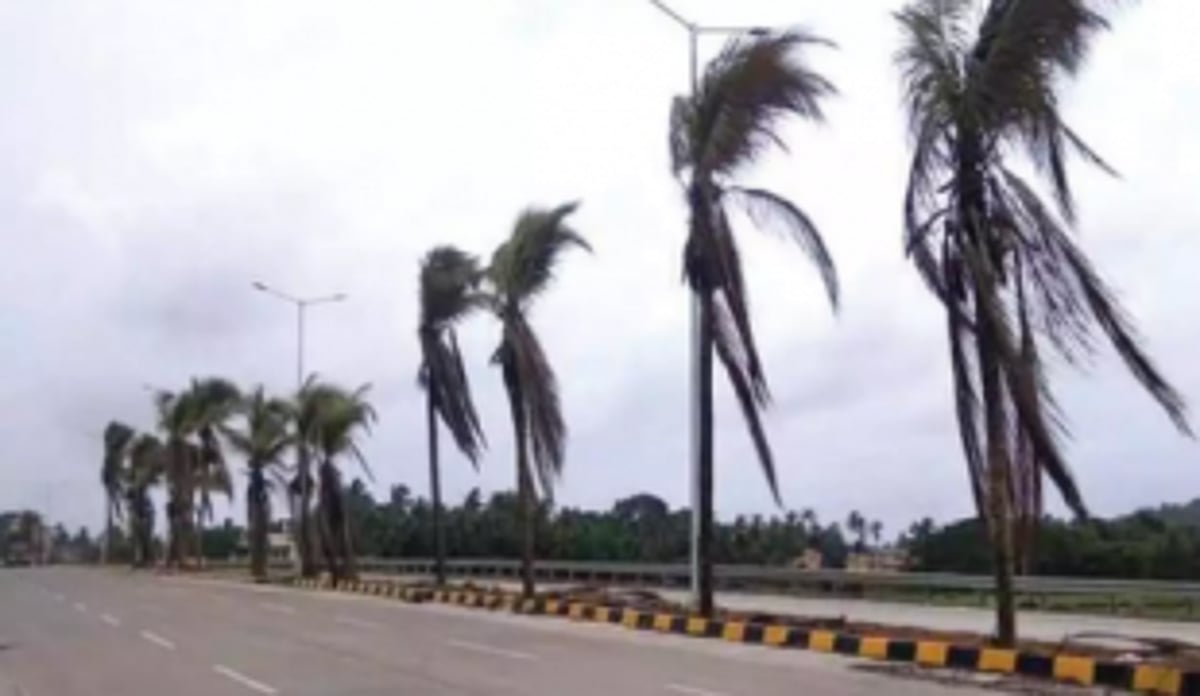 Replanted coconut trees at Guirim removed