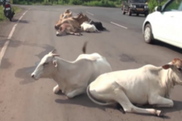 Request CM to make Goan roads stray-cattle free