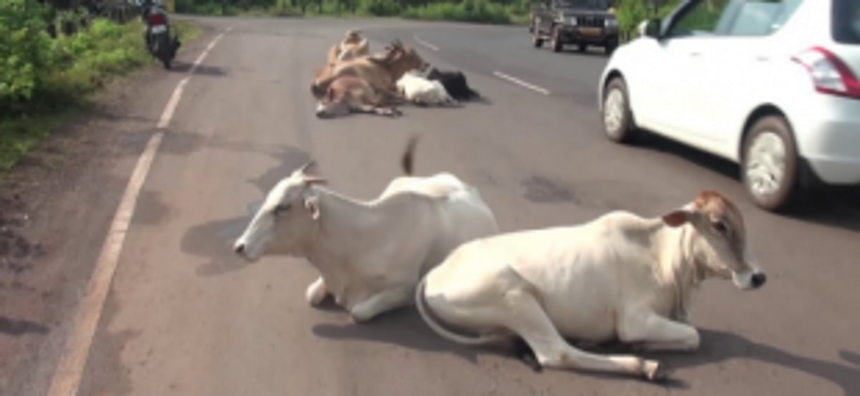 Request CM to make Goan roads stray-cattle free