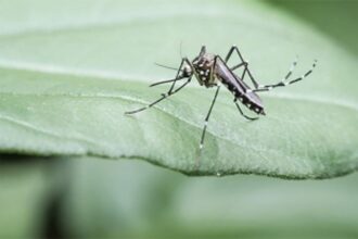 Researchers develop tool to help check chikungunya
