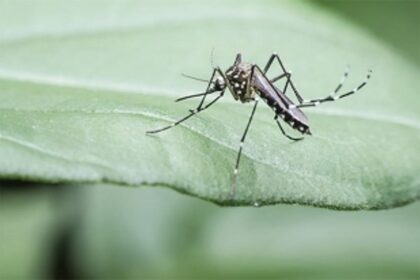 Researchers develop tool to help check chikungunya