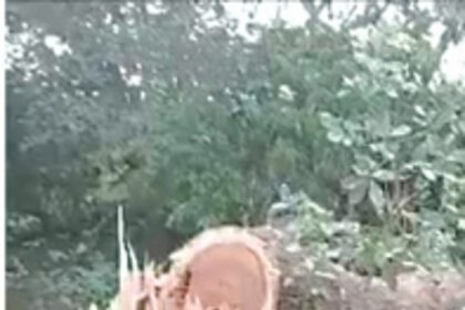 Residents, activists label felling of trees along Margao ring road as ‘murder’