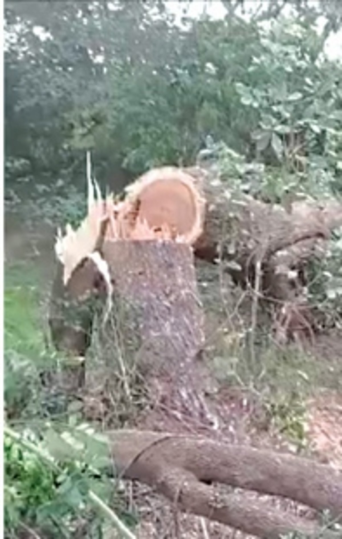 Residents, activists label felling of trees along Margao ring road as ‘murder’