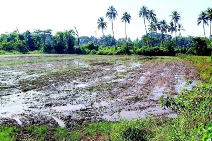 Restoration of sluice gates brings new ray of hope for Nuvem ryots