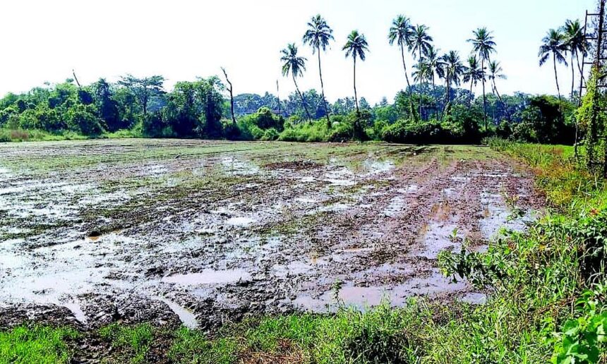 Restoration of sluice gates brings new ray of hope for Nuvem ryots 1 Restoration of sluice gates brings new ray of hope for Nuvem ryots