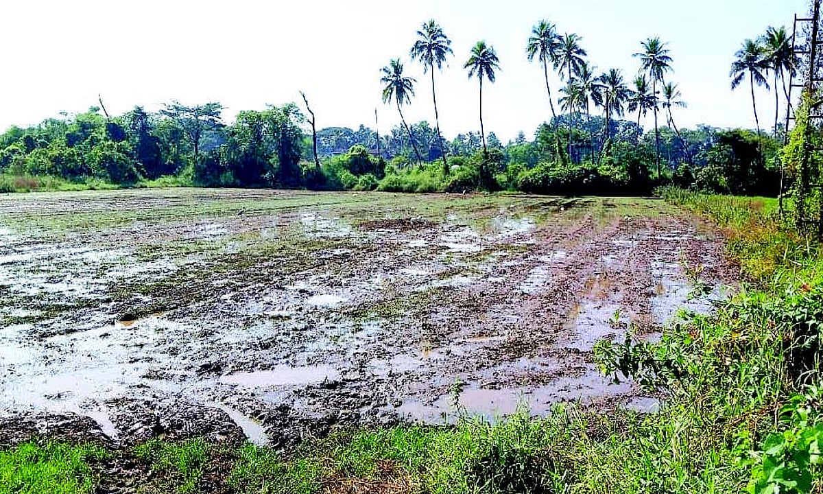 Restoration of sluice gates brings new ray of hope for Nuvem ryots