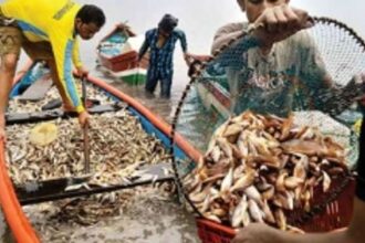 Restrict fish export, says St Cruz MLA