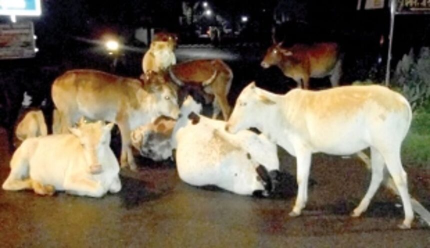 Restrict the stray cattle menace 1 Restrict the stray cattle menace