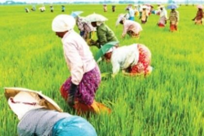 Revitalising Agriculture through Comunidades: Harnessing Section 36 of the Agricultural Tenancy Act