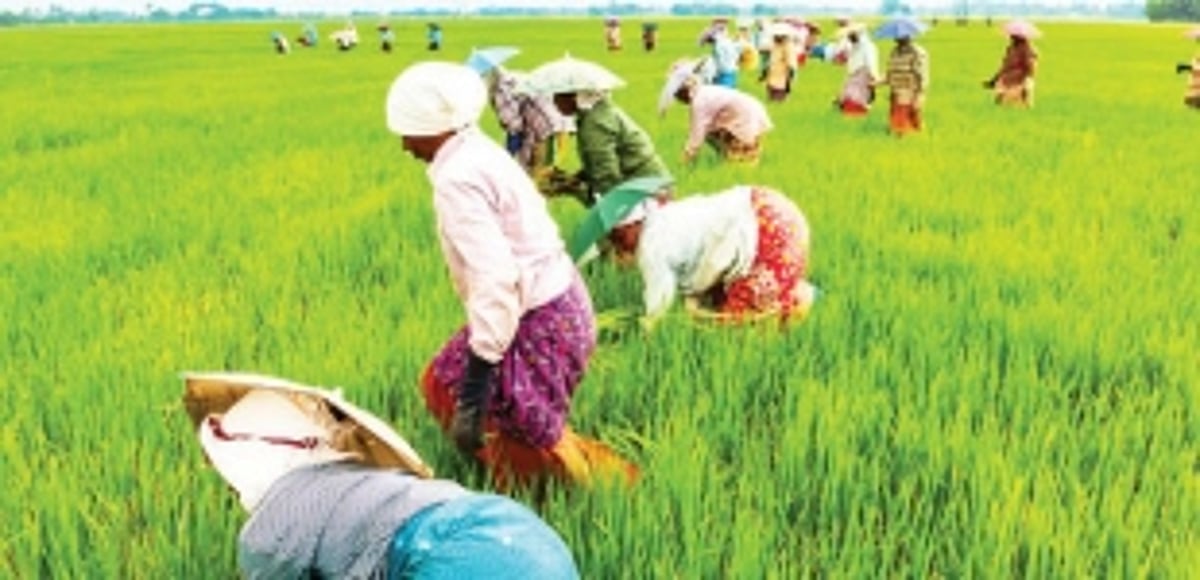 Revitalising Agriculture through Comunidades: Harnessing Section 36 of the Agricultural Tenancy Act