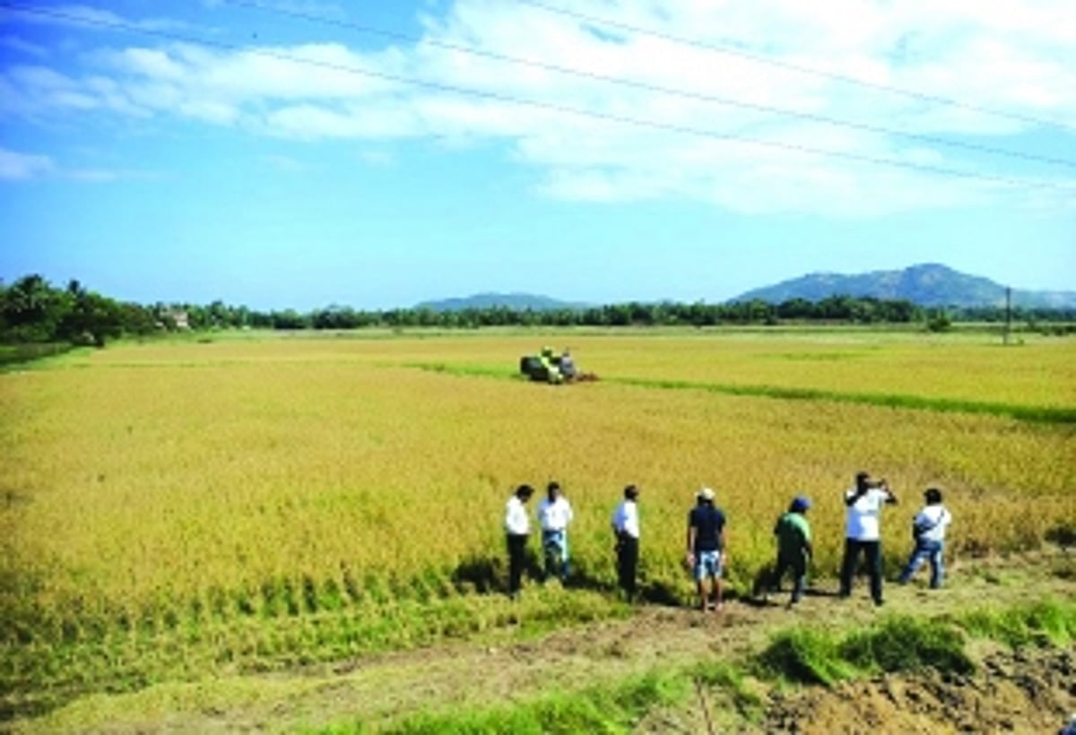Rich harvest from fallow fields at Chinchinim after many years