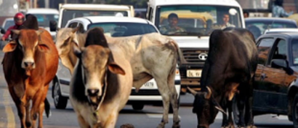 Rider killed in Xeldem accident