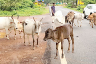 Rider, pillion injured after   hitting stray cow