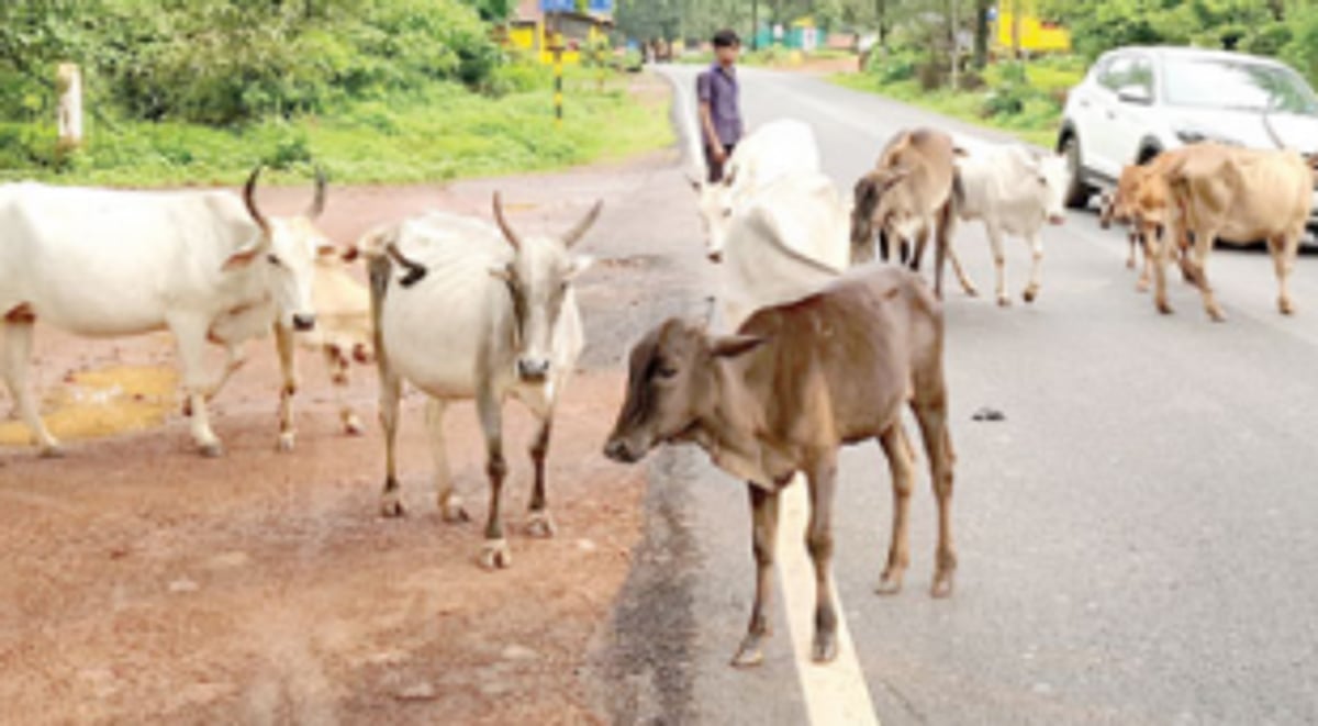 Rider, pillion injured after   hitting stray cow