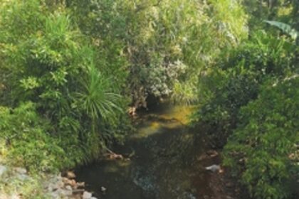 Rise in leopard encounters alarms Canacona villagers