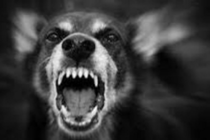 Rising Dog Bite Cases in Ponda: 8-Year-Old Girl Attacked in Jayceenagar