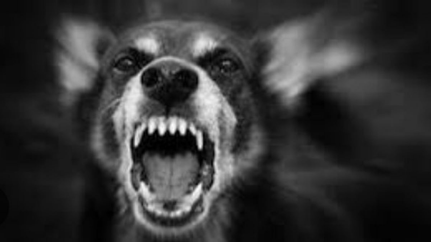Rising Dog Bite Cases in Ponda: 8-Year-Old Girl Attacked in Jayceenagar 1 Rising Dog Bite Cases in Ponda: 8-Year-Old Girl Attacked in Jayceenagar