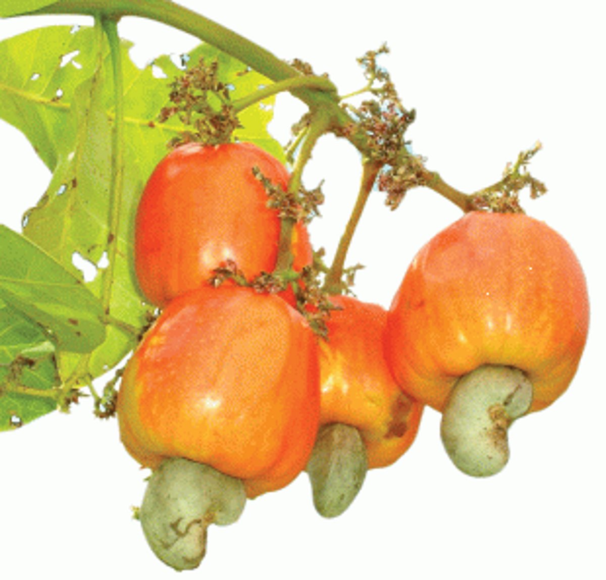 Rising costs, price correction make Goan cashew nuts  lose their bite