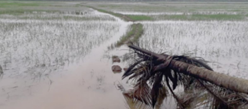 Rising cultivation cost, crop losses force Ponda farmers to keep fields fallow