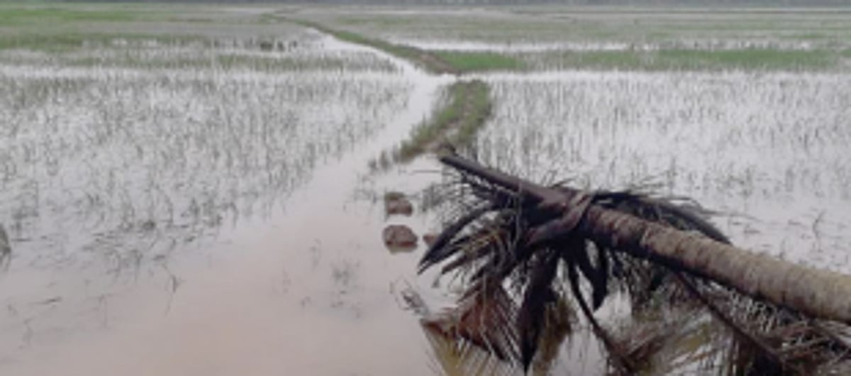 Rising cultivation cost, crop losses force Ponda farmers to keep fields fallow