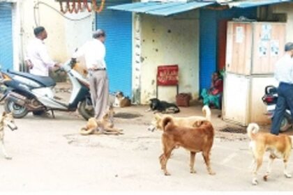 Rising stray dog population menacing Curchorem town