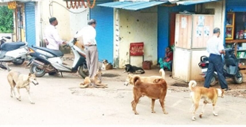 Rising stray dog population menacing Curchorem town 1 Rising stray dog population menacing Curchorem town