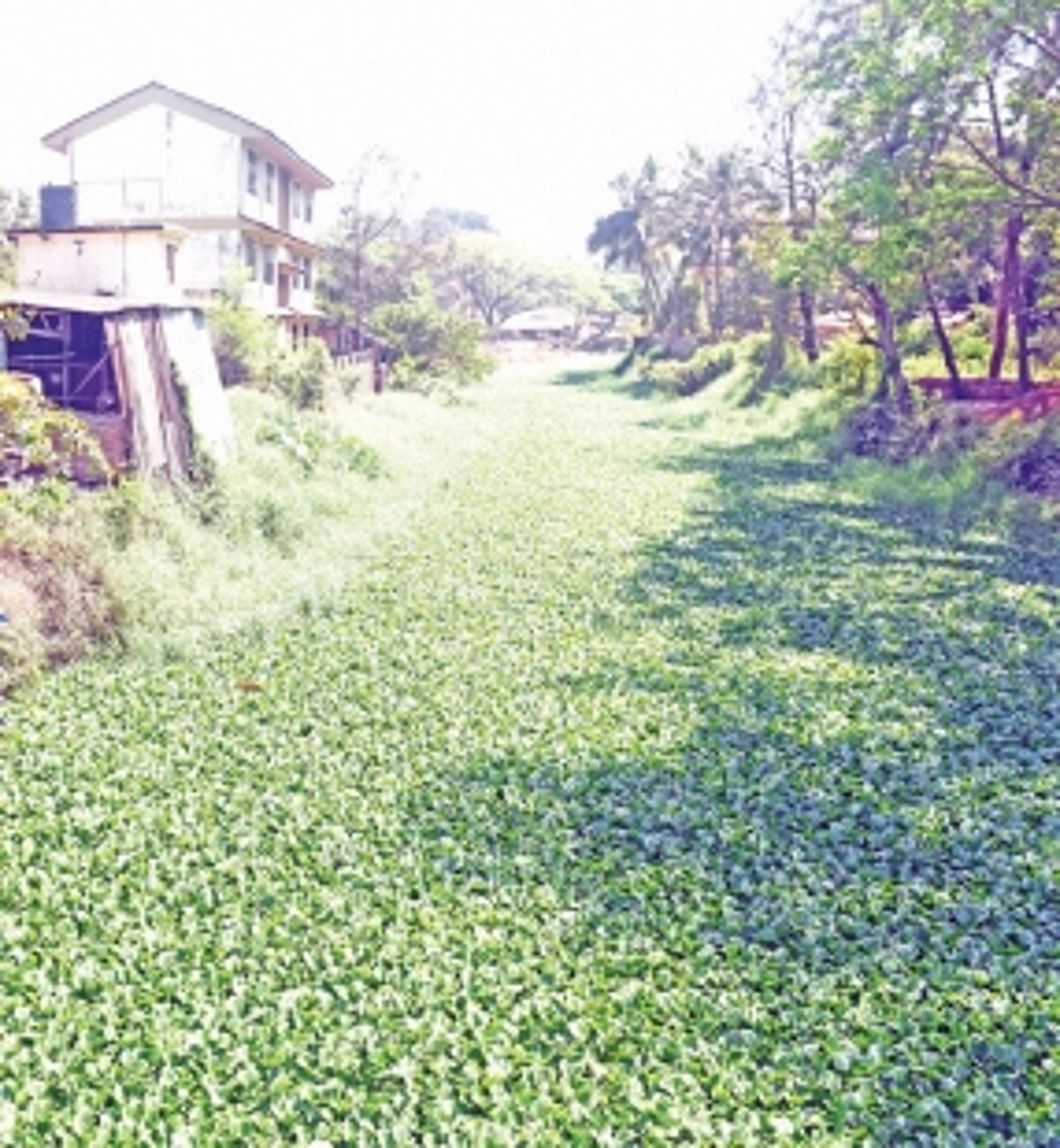 River Sal in the ICU