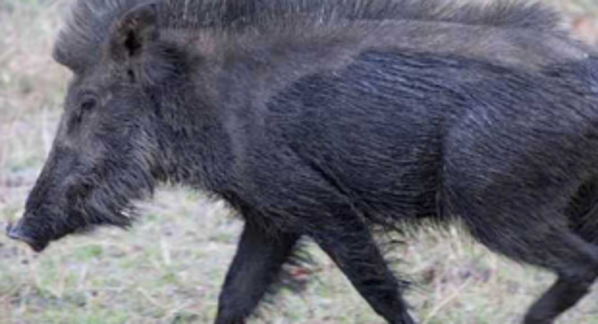 Rivona resident killed in wild boar attack 1 Rivona resident killed in wild boar attack