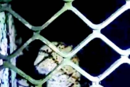 Rivona residents heave a sigh  of relief after Forest Department traps elusive leopard